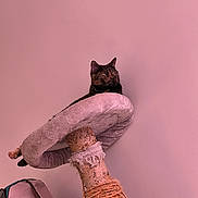 Chat a rejoint le concours — aidez-le/la à gagner de superbes lots ! animal, cat, cat_tree, cozy, cute, domestic, fabric, feline, furniture, indoor, looking_away, lounging, pet, pink_wall, relaxed, resting, rope, scratched, scratching_post, tortoiseshell_cat