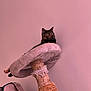 animal, cat, cat_tree, cozy, cute, domestic, fabric, feline, furniture, indoor, looking_away, lounging, pet, pink_wall, relaxed, resting, rope, scratched, scratching_post, tortoiseshell_cat