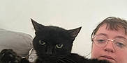 Chat participe au concours pour gagner de l'argent avec cette photo : animal, black_cat, casual, cat, closeup, couch, cute, face, feline, furniture, glasses, home, indoor, paw, person, pet, portrait, relaxing, resting, whiskers