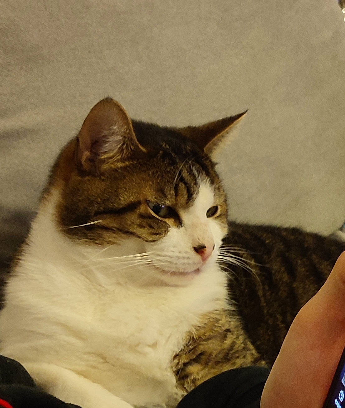 Chat participe au concours pour gagner de l'argent avec cette photo : art, carnivore, cat, comfort, domestic_short_haired_cat, felidae, fur, illustration, painting, paw, sitting, small_to_medium_sized_cats, snout, tail, tree, whiskers