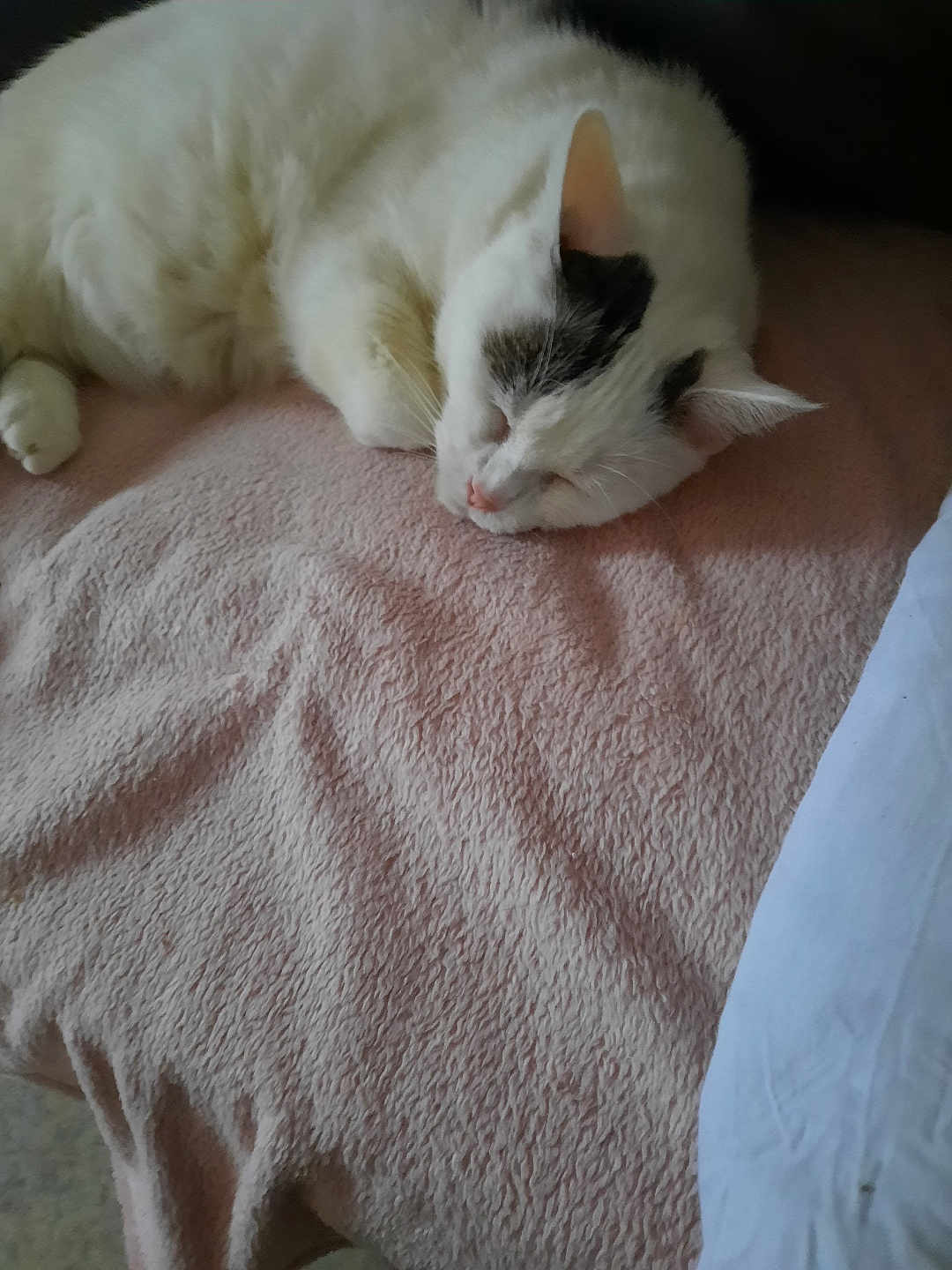 Chat