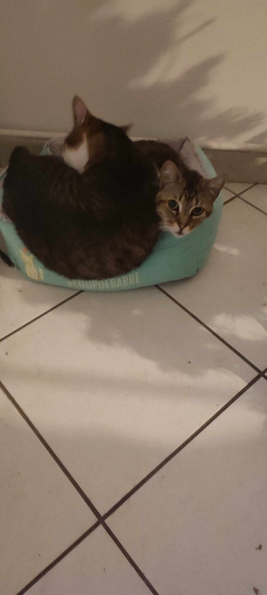 Chat