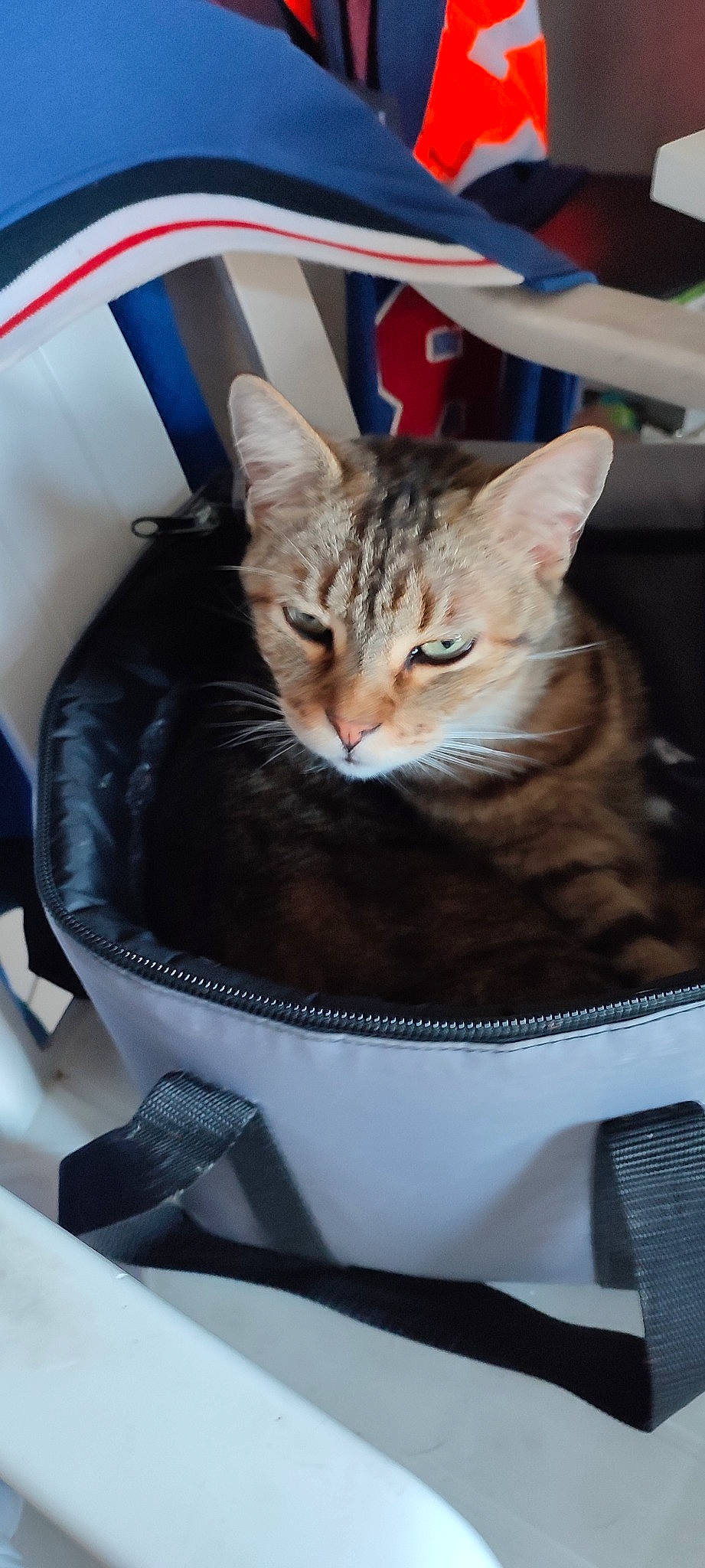 Chat a rejoint le concours — aidez-le/la à gagner de superbes lots ! auto_part, automotive_exterior, automotive_lighting, bag, car_seat, carnivore, cat, comfort, domestic_short_haired_cat, felidae, fur, luggage_and_bags, motor_vehicle, personal_luxury_car, sitting, small_to_medium_sized_cats, vehicle_door, whiskers, window, windshield