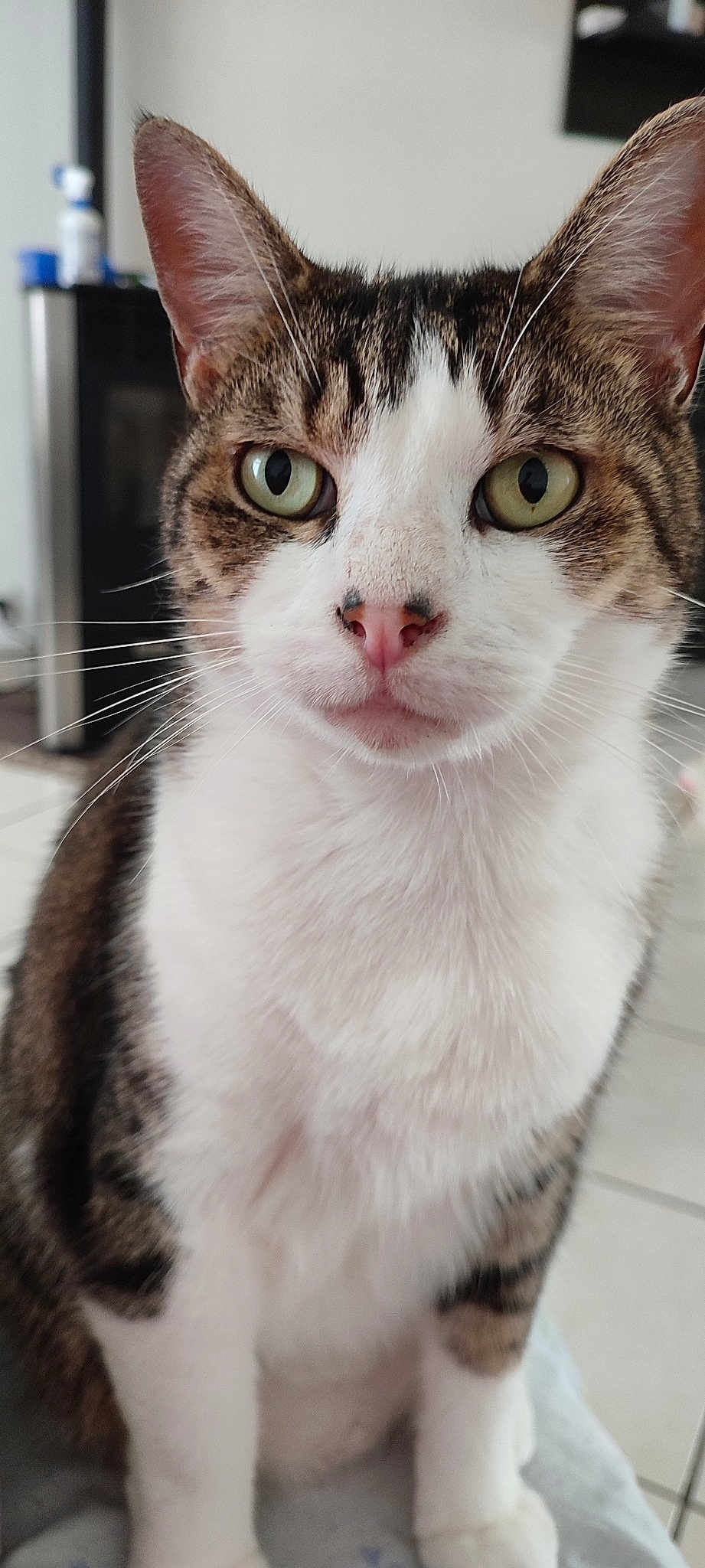 Chat