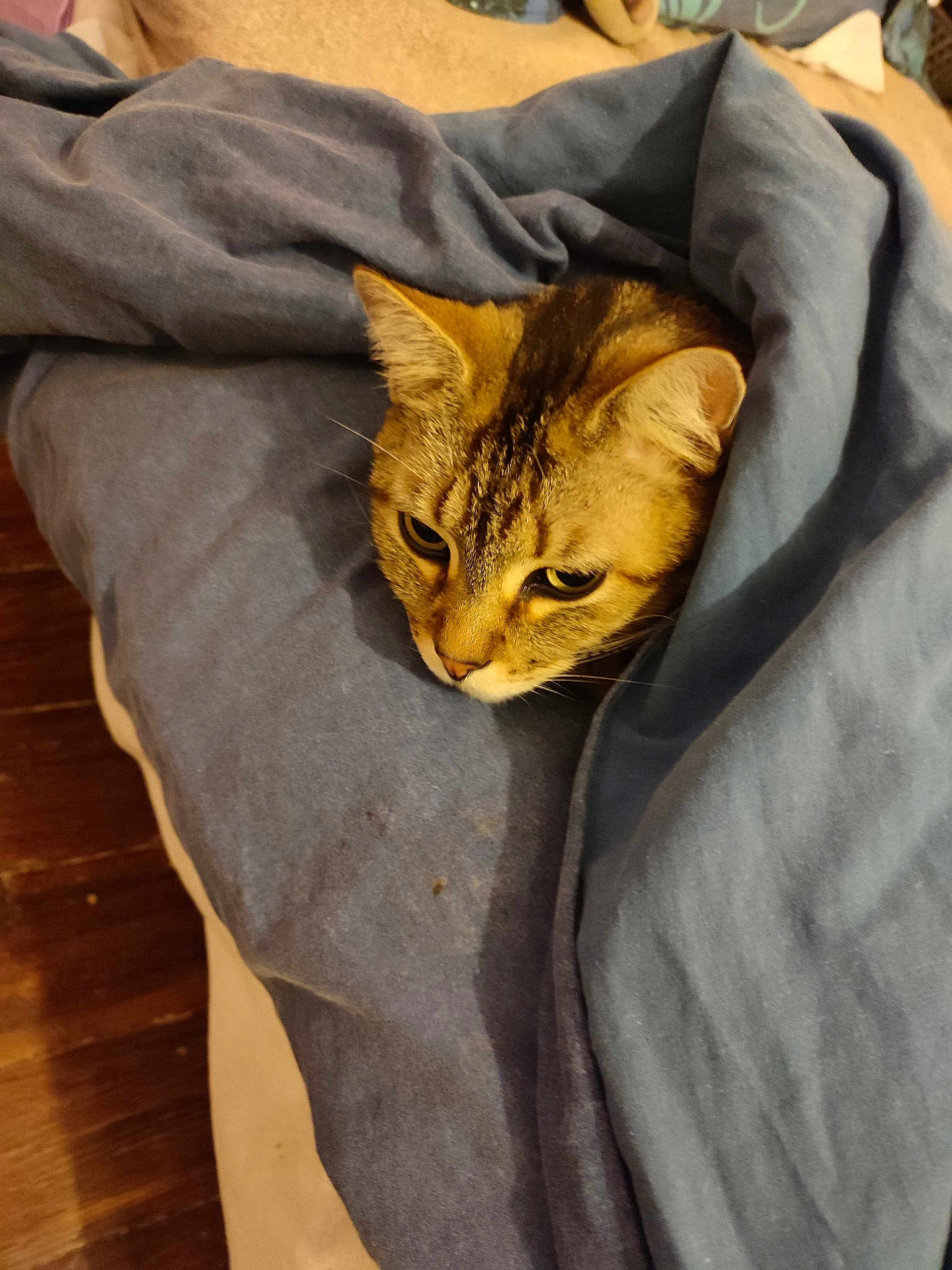 Chat