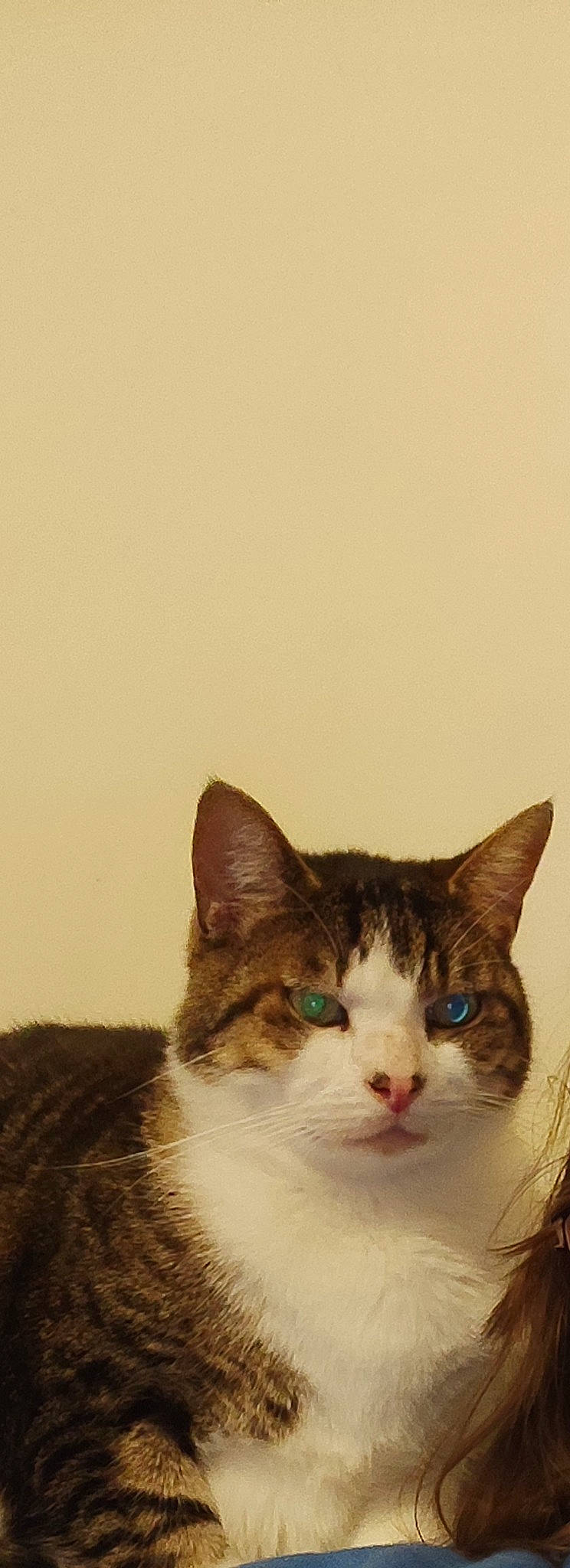 Chat participe au concours pour gagner de l'argent avec cette photo : art, carnivore, cat, domestic_short_haired_cat, eye, felidae, fur, paw, small_to_medium_sized_cats, snout, tail, tree, whiskers, window