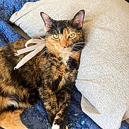Mandarin joined the competition — help win amazing prizes! cat, tortoiseshell, pet, animal, feline, green_eyes, ribbon, quilt, pillow, bed, resting, comfort, indoor, fur, whiskers, paw, relaxed, closeup, cute, domestic_animal