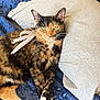 cat, tortoiseshell, pet, animal, feline, green_eyes, ribbon, quilt, pillow, bed, resting, comfort, indoor, fur, whiskers, paw, relaxed, closeup, cute, domestic_animal