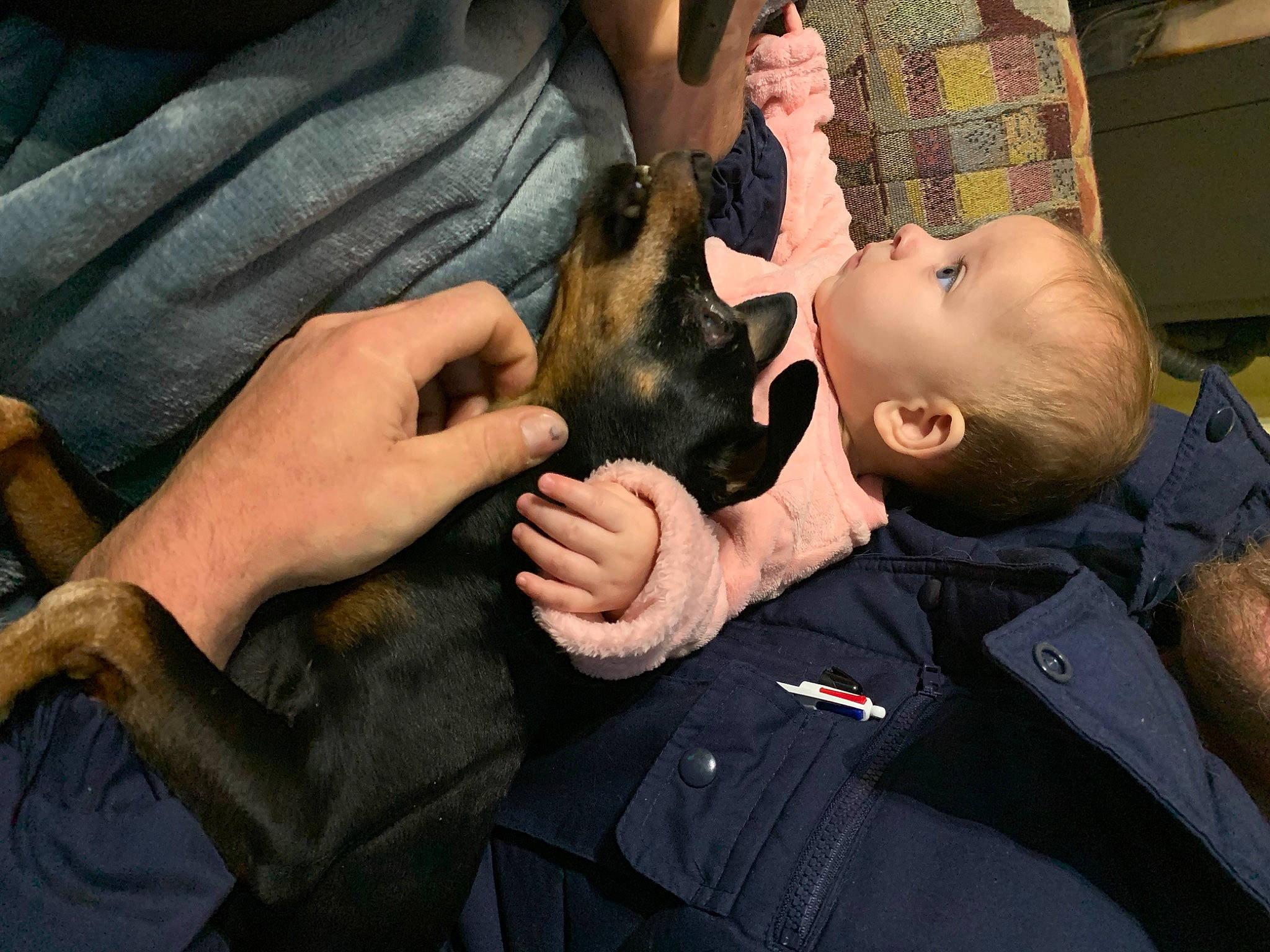 Tyana participe au concours pour gagner de l'argent avec cette photo : baby, bat, canidae, carnivore, companion_dog, dog, dog_breed, ear, event, fawn, felidae, finger, fur, gesture, hand, nail, person, sporting_group, thumb, toddler