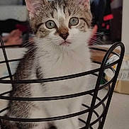 Ultra participe au concours pour gagner de l'argent avec cette photo : animal, background_blur, basket, cat, closeup, curious, cute, domestic, ears, eyes, feline, fur, household, indoor, kitten, pet, sitting, soft_light, whiskers, young