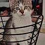 animal, background_blur, basket, cat, closeup, curious, cute, domestic, ears, eyes, feline, fur, household, indoor, kitten, pet, sitting, soft_light, whiskers, young