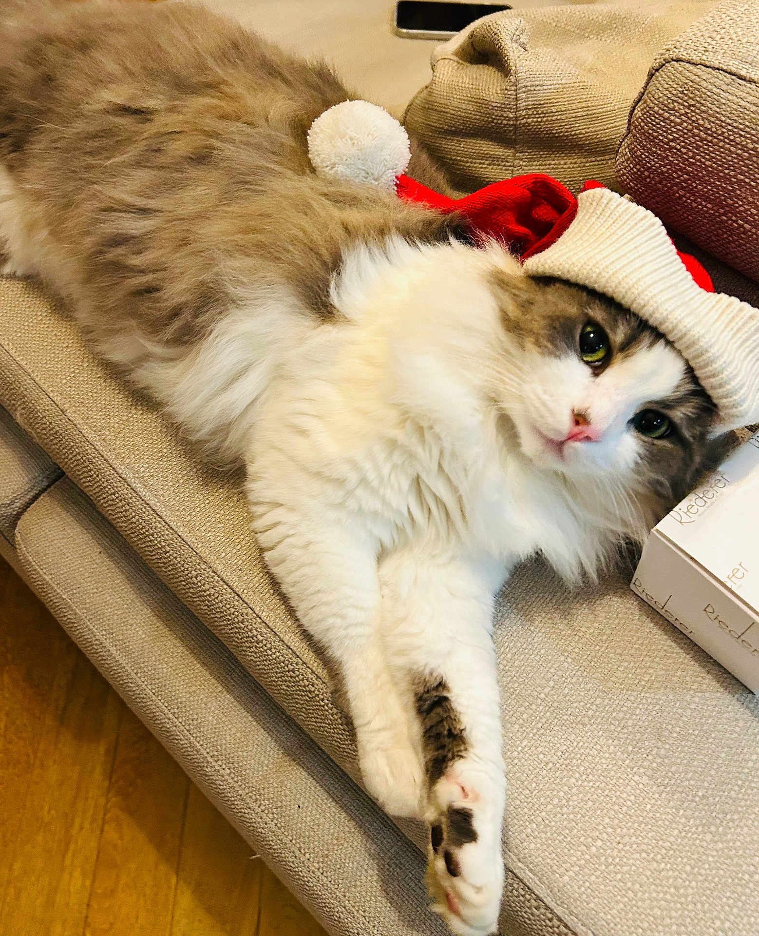 Leo participe au concours pour gagner de l'argent avec cette photo : animal, architecture, blanket, building, cat, clothing, couch, cushion, furniture, hat, homedecor, indoors, interiordesign, kitten, livingroom, manx, person, pet, room, sleeping