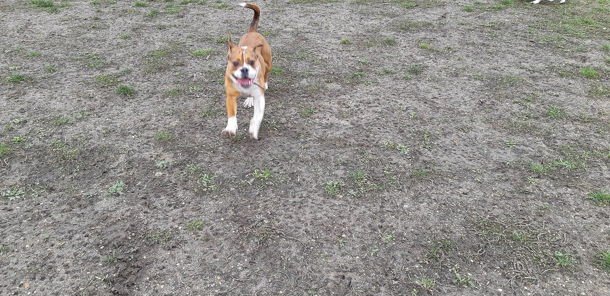 Ouendy a rejoint le concours — aidez-le/la à gagner de superbes lots ! asphalt, beagle, beagle_harrier, canidae, carnivore, collar, companion_dog, dog, dog_breed, fawn, grass, groundcover, hound, plant, road_surface, scent_hound, soil, sporting_group, tail, tree