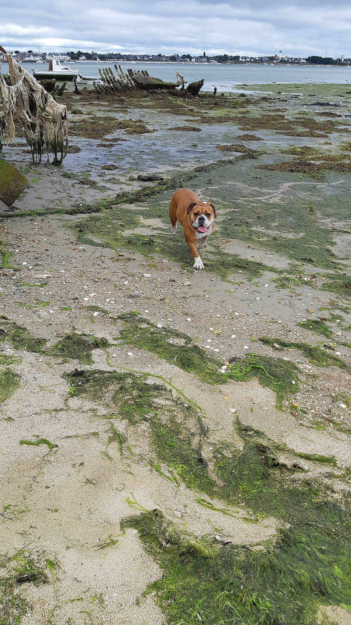 Ouendy participe au concours pour gagner de l'argent avec cette photo : algae, beach, canidae, carnivore, coast, companion_dog, dog, dog_breed, fawn, grass, groundcover, lake, ocean, sand, soil, sporting_group, tundra, water, wildlife, working_animal