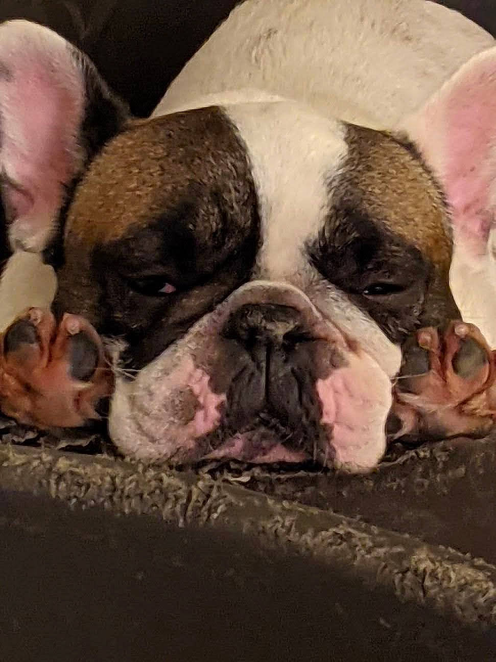 Marley participe au concours pour gagner de l'argent avec cette photo : beauty, bulldog, carnivore, chin, close_up, comfort, companion_dog, dog, dog_breed, ear, eye, fawn, head, jaw, mammal, nose, snout, sporting_group, whiskers, wrinkle