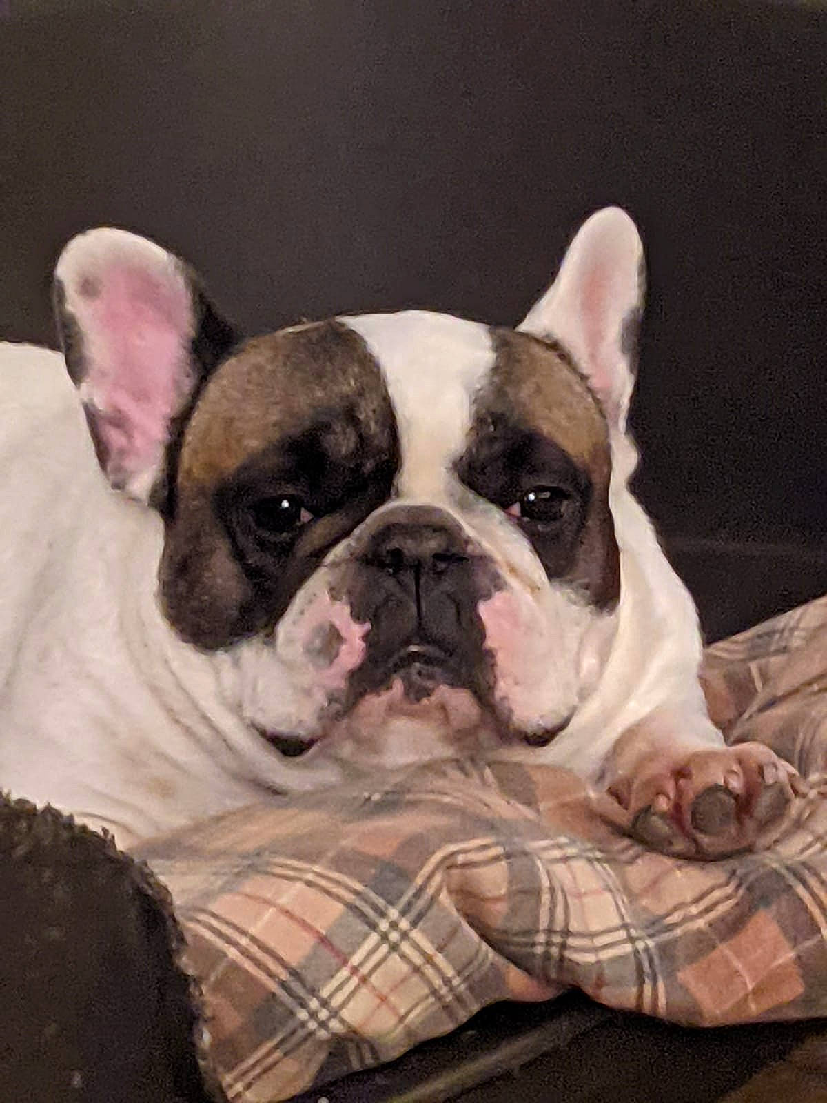 Marley a rejoint le concours — aidez-le/la à gagner de superbes lots ! bulldog, canidae, carnivore, comfort, companion_dog, dog, dog_breed, ear, event, fawn, mammal, non_sporting_group, snout, sporting_group, terrestrial_animal, toy_dog, vertebrate, whiskers, working_animal, wrinkle