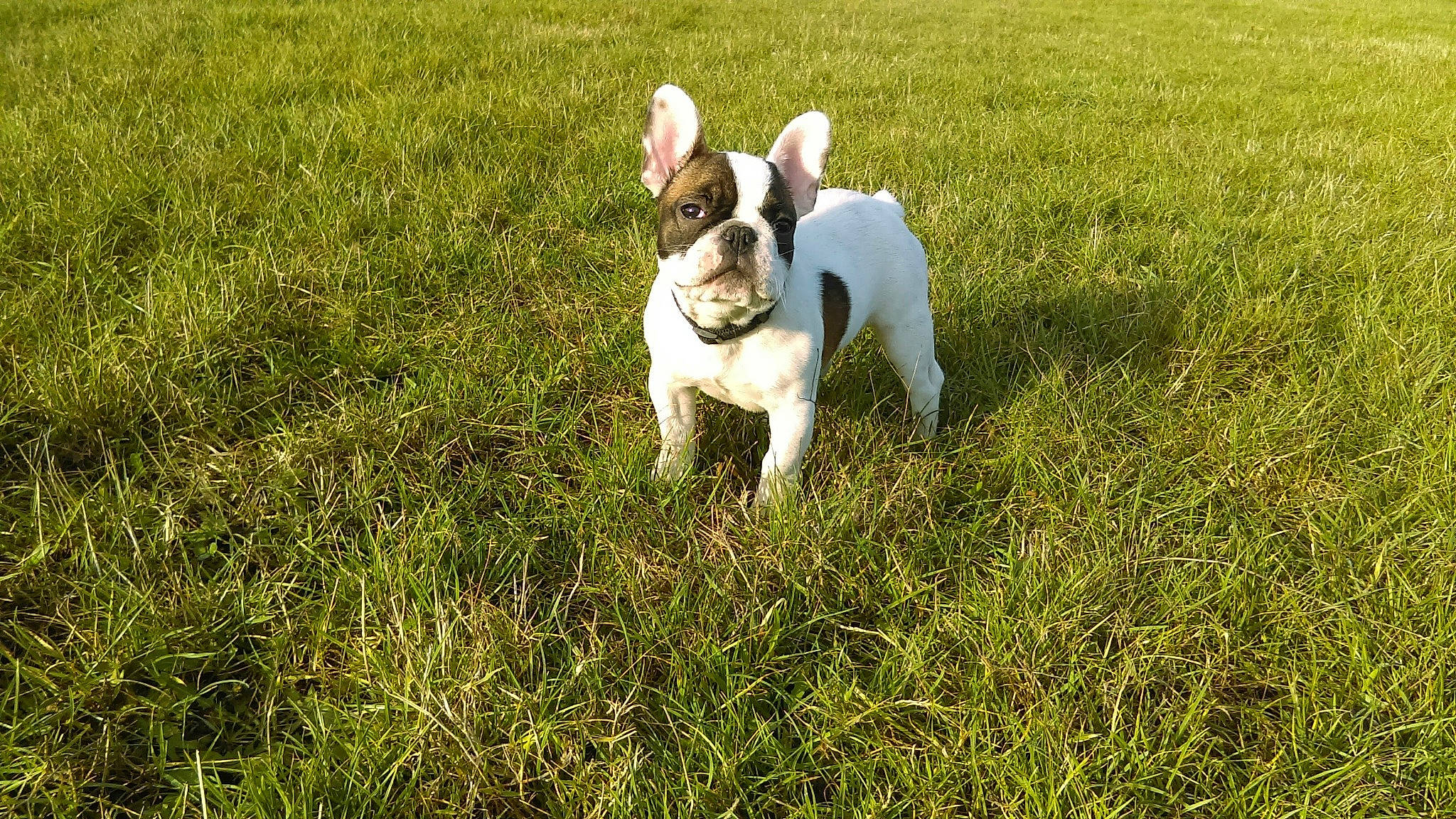 Marley participe au concours pour gagner de l'argent avec cette photo : bulldog, canidae, carnivore, companion_dog, dog, dog_breed, ear, fawn, grass, grassland, molosser, pasture, plant, snout, sporting_group, tail, terrestrial_animal, terrier, toy_dog, working_animal