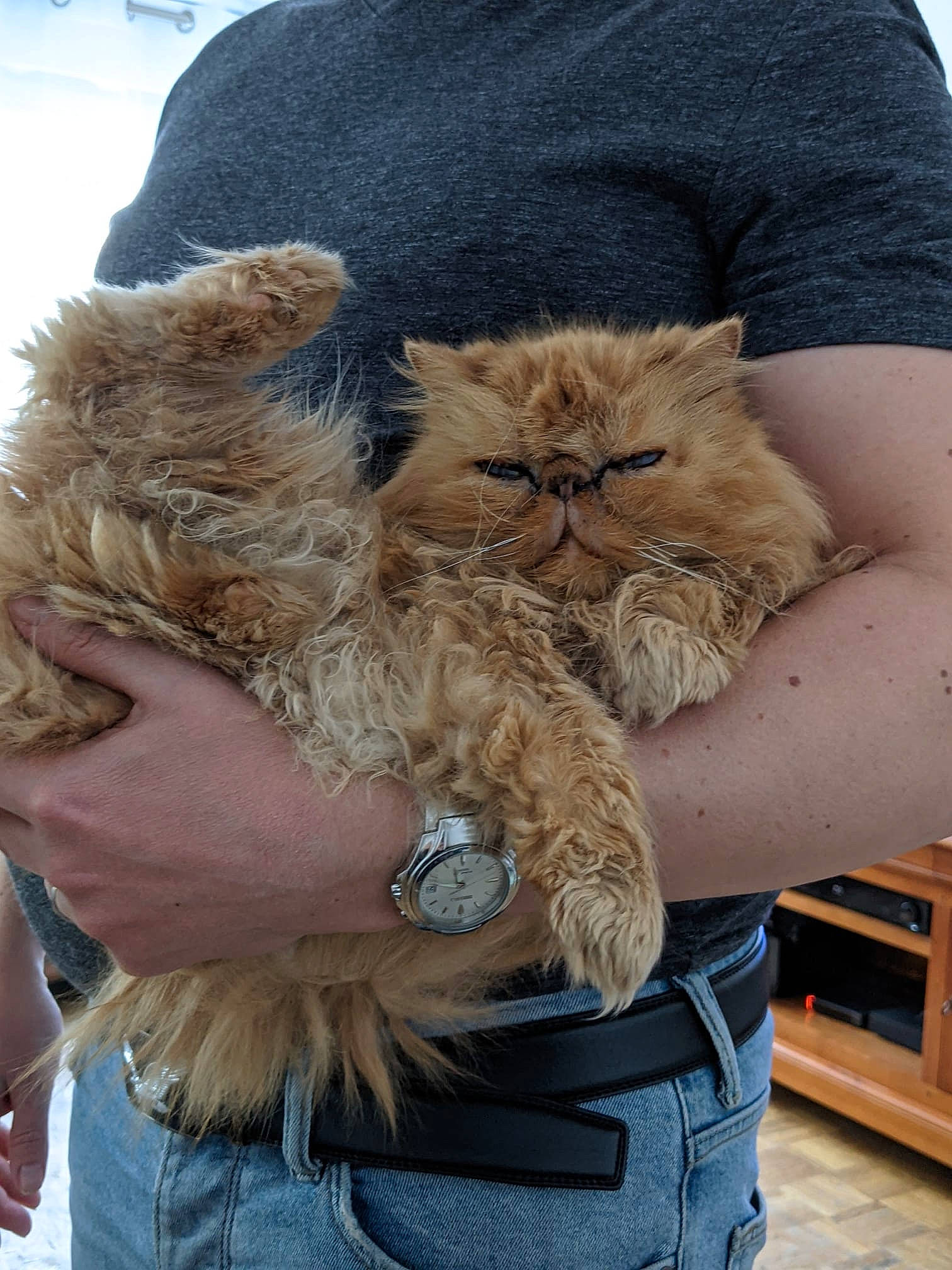 Vidocq participe au concours pour gagner de l'argent avec cette photo : abdomen, bag, beard, carnivore, cat, comfort, companion_dog, eyewear, facial_hair, fashion_accessory, fawn, felidae, fur, gesture, glasses, hug, sitting, small_to_medium_sized_cats, snout, whiskers