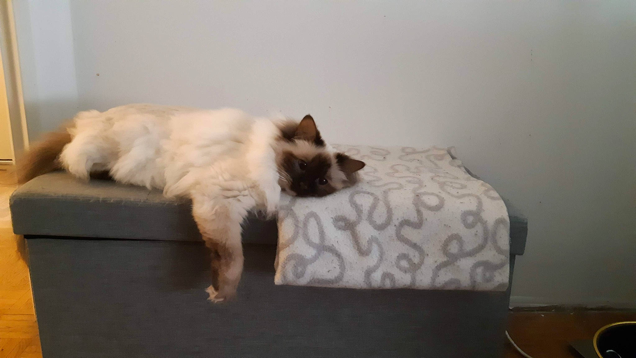 Lara Croft a rejoint le concours — aidez-le/la à gagner de superbes lots ! balinese, bedding, birman, carnivore, cat, comfort, companion_dog, couch, dog_breed, fawn, felidae, flooring, fur, hardwood, linens, paw, siamese, small_to_medium_sized_cats, tail, whiskers