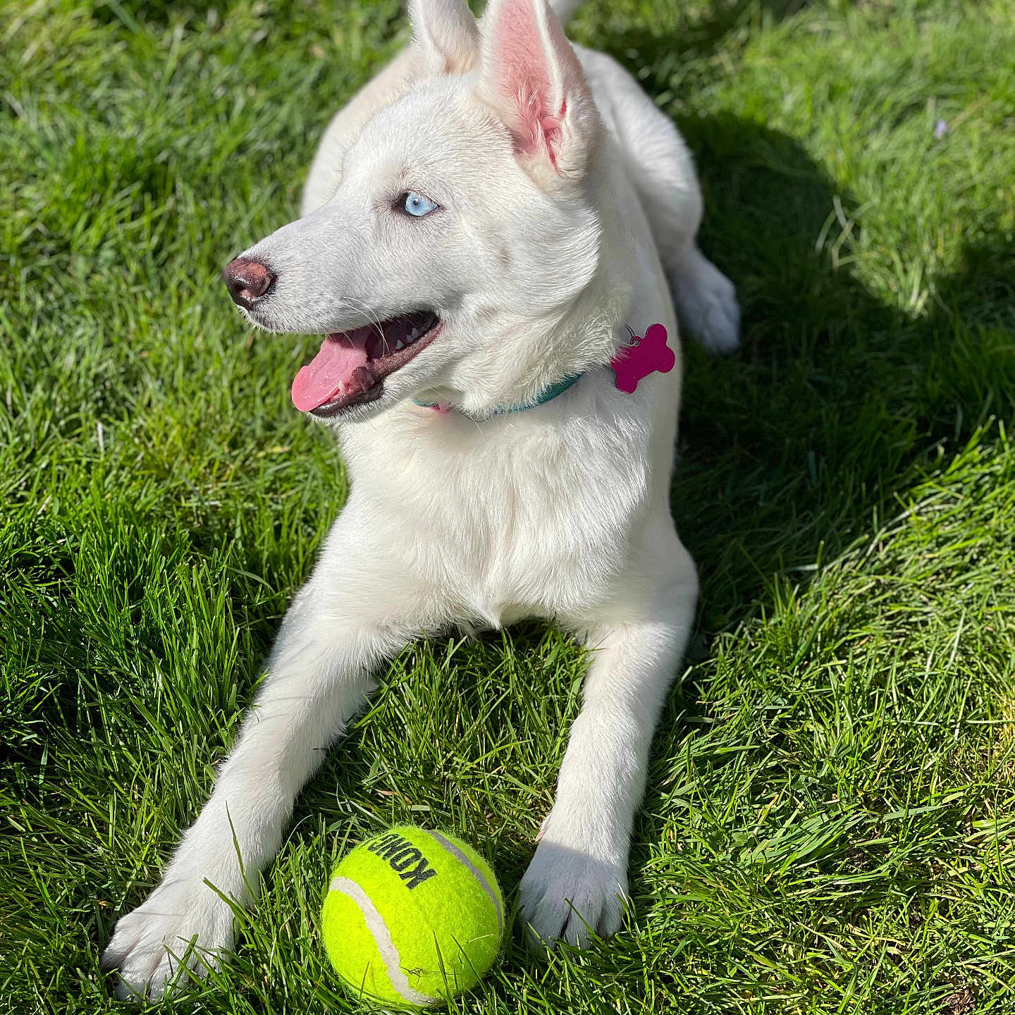 Bailey joined the competition — help win amazing prizes! animal, blue_eyes, canine, collar, cute, daytime, dog, grass, happy, lying_down, mammal, nature, outdoor, pet, playful, summer, sunlight, tennis_ball, tongue_out, white_dog