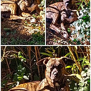 Laîka participe au concours pour gagner de l'argent avec cette photo : dog, brindle_dog, pet, animal, canine, lying_down, sitting, portrait, collage, triptych, garden, outdoors, foliage, bamboo, ivy, leaves, natural_light, brown, white_chest, alert