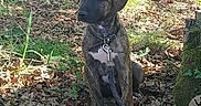 Laîka participe au concours pour gagner de l'argent avec cette photo : dog, puppy, brindle, sitting, harness, leash, outdoors, woodland, forest, nature, leaves, grass, sunlight, picnic_bench, portrait, pet, animal, short_hair, chest_marking, ground