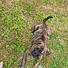 Laîka a rejoint le concours — aidez-le/la à gagner de superbes lots ! dog, puppy, brindle, grass, outdoor, lying_down, pet, animal, black_nose, floppy_ears, white_paws, tail, playful, lawn, ground, stone, foot, paw, fur, top_down_view