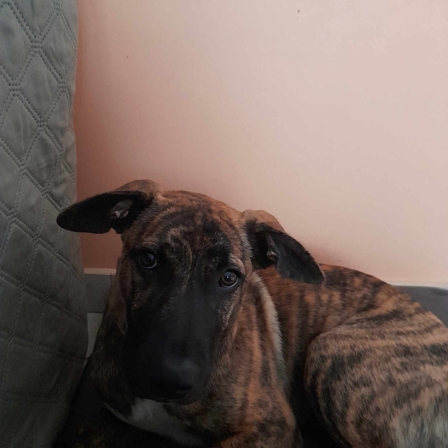 Laîka a rejoint le concours — aidez-le/la à gagner de superbes lots ! dog, brindle, pet, canine, portrait, indoors, couch, cushion, home, brown, black, short_hair, floppy_ears, large_dog, sad_eyes, lying_down, close_up, animal, companion, photography