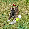 Laîka a rejoint le concours — aidez-le/la à gagner de superbes lots ! dog, puppy, brindle, grass, outdoor, lying_down, toy, plush_toy, squeaky_toy, flower, red_flower, pet, animal, canine, brown_fur, white_paws, white_chest, portrait, garden, playful
