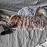 cat, fluffy_cat, longhaired_cat, tabby, sleeping, relaxed, lying_down, pet, animal, whiskers, ears, tail, paws, remote_control, couch, quilt, blanket, cushion, indoor, cozy