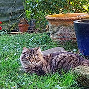 Dora a rejoint le concours — aidez-le/la à gagner de superbes lots ! cat, tabby, fluffy, long_hair, feline, pet, animal, garden, grass, outdoors, plants, flower_pots, planter, red_flowers, greenery, lying_down, resting, alert, whiskers, portrait