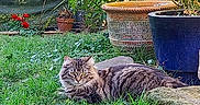 Dora a rejoint le concours — aidez-le/la à gagner de superbes lots ! cat, tabby, fluffy, long_hair, feline, pet, animal, garden, grass, outdoors, plants, flower_pots, planter, red_flowers, greenery, lying_down, resting, alert, whiskers, portrait