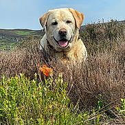 Noah joined the competition — help win amazing prizes! dog, golden_retriever, labrador, outdoor, nature, bushes, greenery, sky, sunny, happy, tongue_out, pet, mammal, grass, landscape, animal, field, flora, smiling, collar