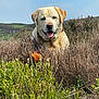 dog, golden_retriever, labrador, outdoor, nature, bushes, greenery, sky, sunny, happy, tongue_out, pet, mammal, grass, landscape, animal, field, flora, smiling, collar