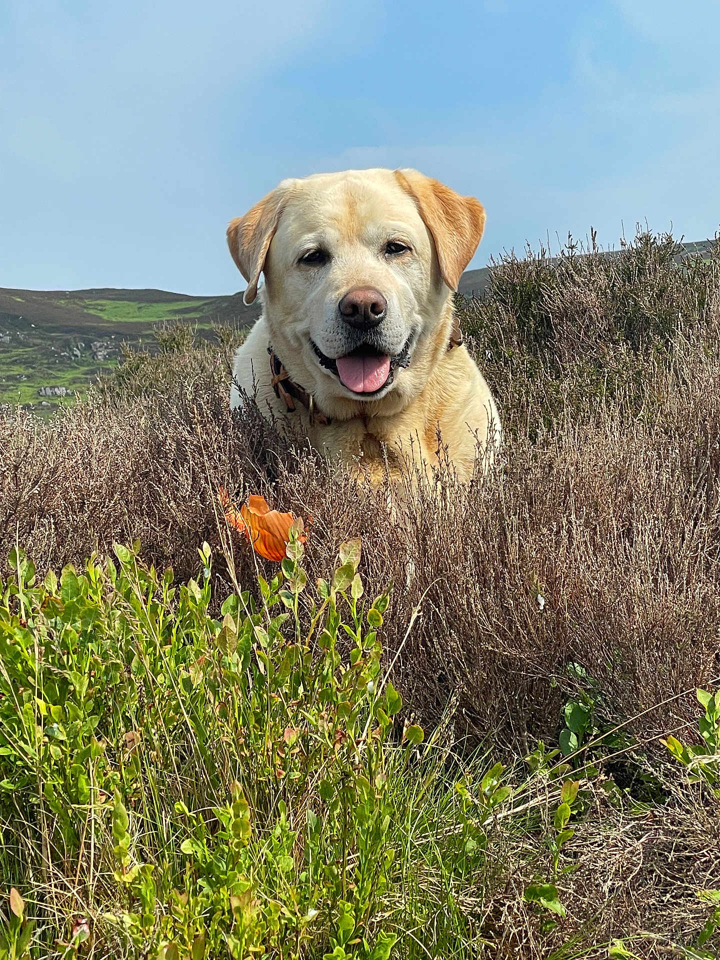 Noah joined the competition — help win amazing prizes! dog, golden_retriever, labrador, outdoor, nature, bushes, greenery, sky, sunny, happy, tongue_out, pet, mammal, grass, landscape, animal, field, flora, smiling, collar