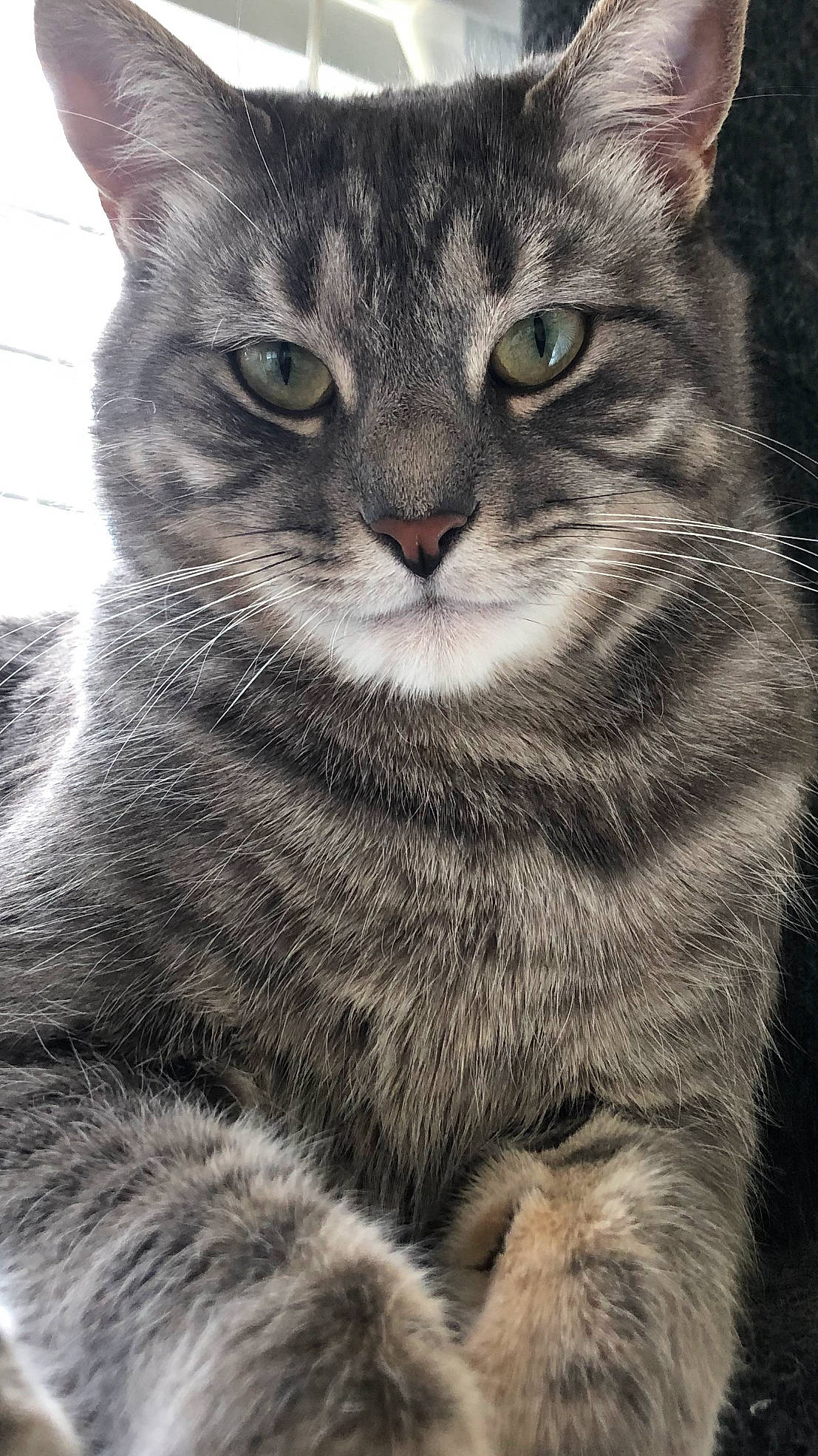 Sam joined the competition — help win amazing prizes! carnivore, cat, domestic_short_haired_cat, european_shorthair, felidae, fur, iris, mammal, pet_supply, small_to_medium_sized_cats, snout, tabby_cat, vertebrate, whiskers