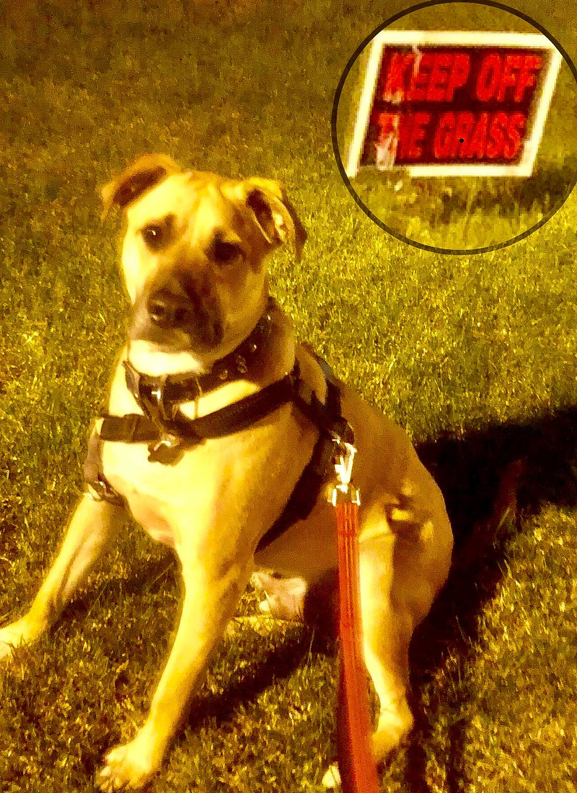 Porkchop joined the competition — help win amazing prizes! carnivore, collar, companion_dog, dog, dog_breed, dog_collar, dog_supply, fawn, grass, gun_dog, liver, logo, pet_supply, plant, snout, sporting_group, vertebrate, whiskers, working_animal, working_dog