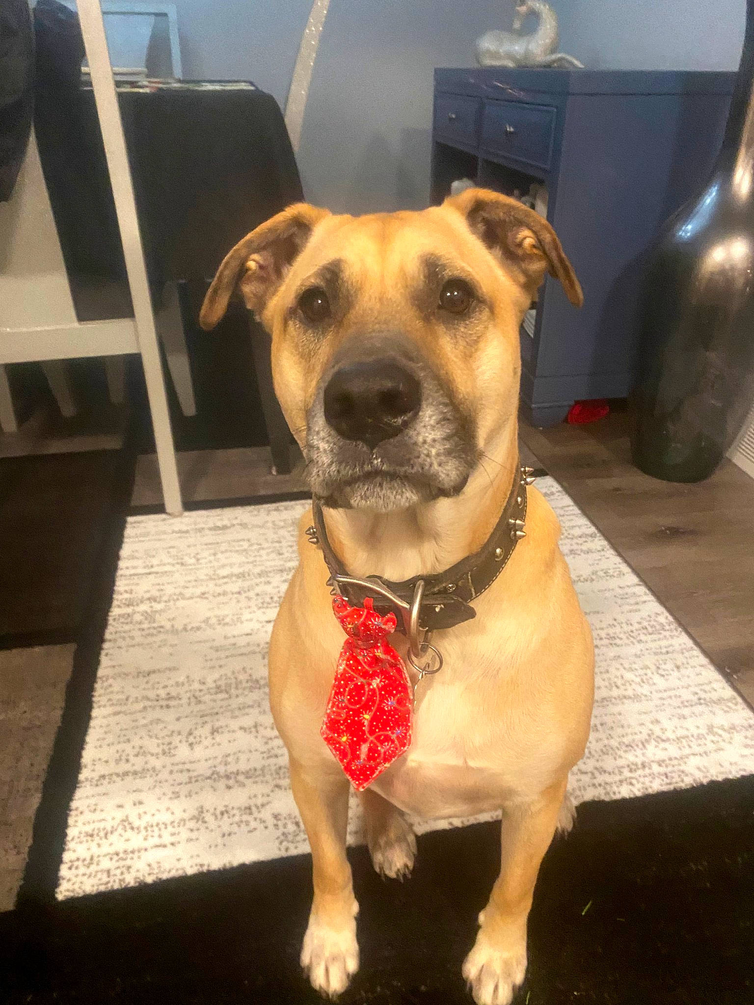 Porkchop joined the competition — help win amazing prizes! canidae, carnivore, collar, companion_dog, dog, dog_breed, dog_collar, dog_supply, fashion_accessory, fawn, flooring, fur, guard_dog, leash, pet_supply, snout, sporting_group, whiskers, working_animal, wrinkle