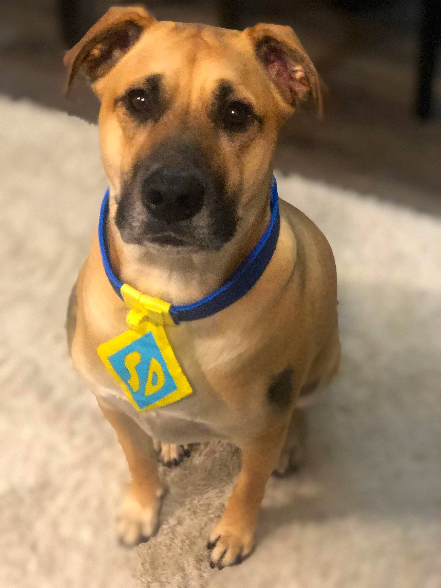 Porkchop joined the competition — help win amazing prizes! canidae, carnivore, collar, companion_dog, dog, dog_breed, dog_clothes, dog_collar, dog_supply, fawn, guard_dog, leash, paw, pet_supply, snout, sporting_group, whiskers, working_animal, working_dog, wrinkle