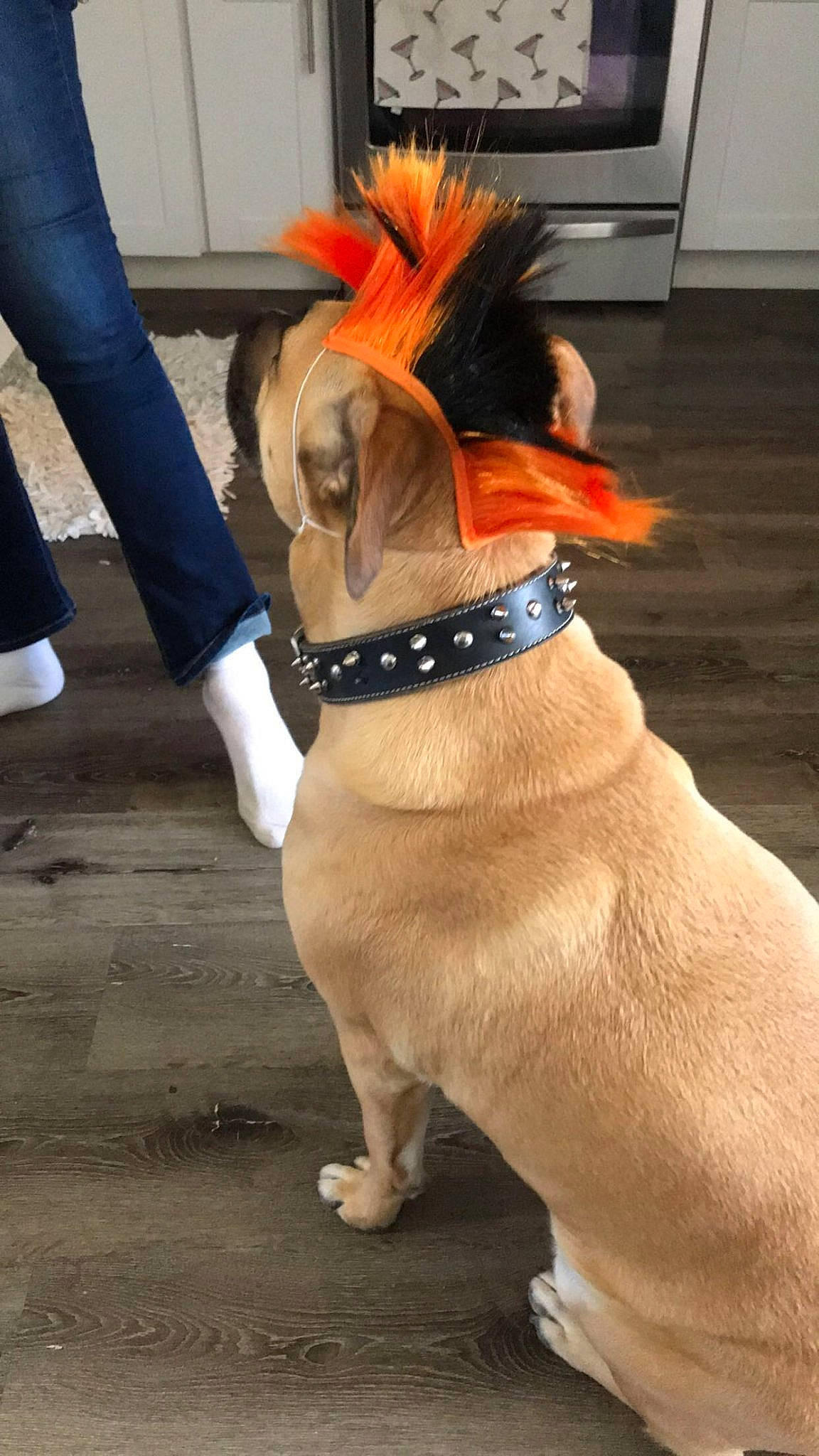 Porkchop is registered to the contest to win money with this photo: canidae, carnivore, collar, companion_dog, dog, dog_breed, dog_clothes, dog_collar, dog_supply, fawn, fur, leash, liver, orange, personal_protective_equipment, pet_supply, snout, sporting_group, tail, working_animal