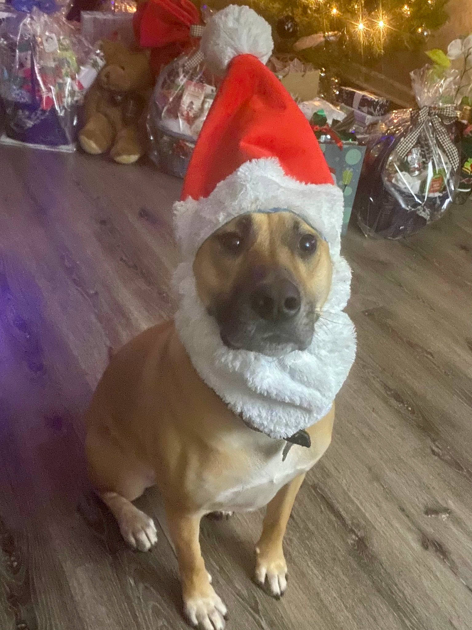Porkchop is registered to the contest to win money with this photo: carnivore, collar, companion_dog, costume_hat, dog, dog_breed, dog_clothes, dog_collar, dog_supply, fawn, flooring, fur, hardwood, hat, santa_claus, snout, sunglasses, toy_dog, wood, working_animal