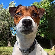 Tango a rejoint le concours — aidez-le/la à gagner de superbes lots ! dog, jack_russell_terrier, pet, outdoor, grass, collar, blue_sky, tree, sunlight, nature, animal, canine, close_up, nose, ears, tag, leash, summer, portrait, friendly