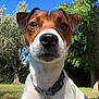 dog, jack_russell_terrier, pet, outdoor, grass, collar, blue_sky, tree, sunlight, nature, animal, canine, close_up, nose, ears, tag, leash, summer, portrait, friendly