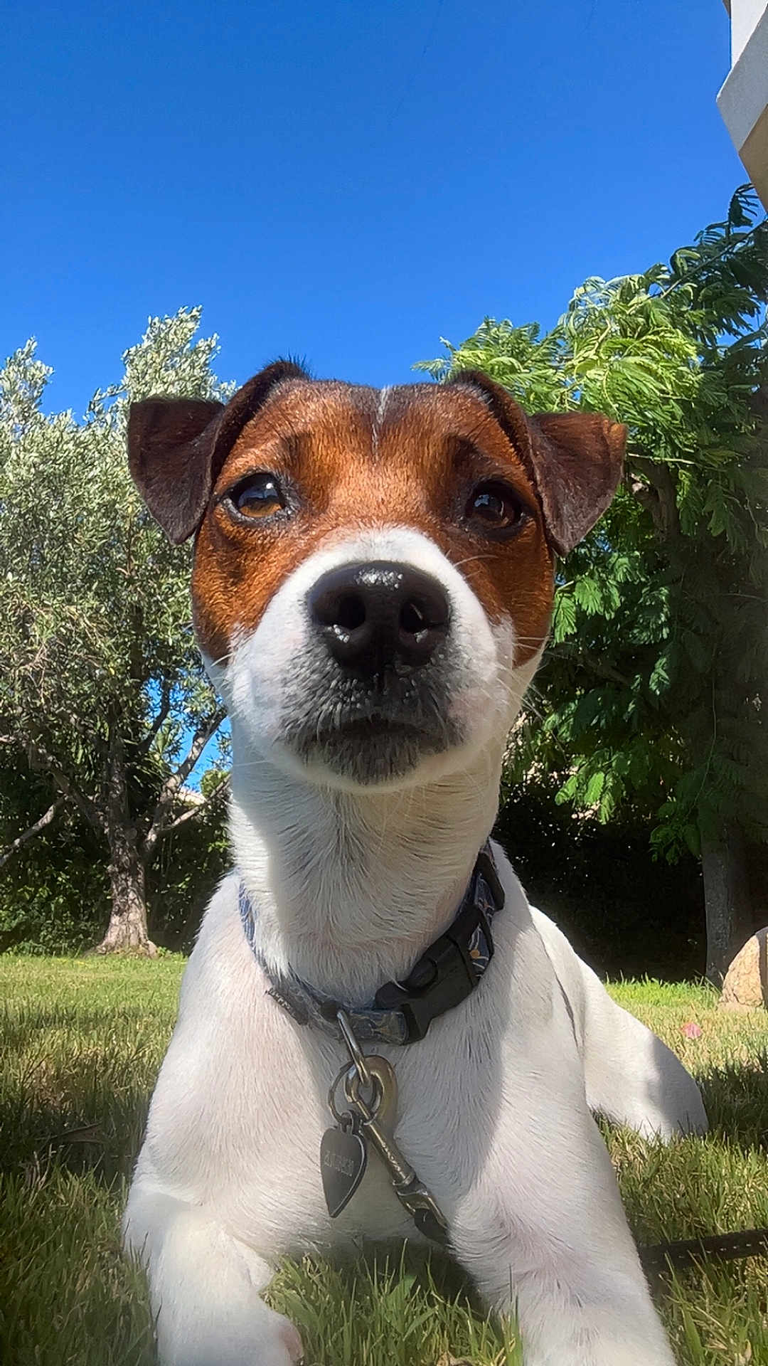 Tango a rejoint le concours — aidez-le/la à gagner de superbes lots ! dog, jack_russell_terrier, pet, outdoor, grass, collar, blue_sky, tree, sunlight, nature, animal, canine, close_up, nose, ears, tag, leash, summer, portrait, friendly