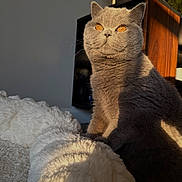 Poe joined the competition — help win amazing prizes! cat, british_shorthair, orange_eyes, grey_fur, pet, indoor, sunlight, shadow, plush_blanket, bed, furniture, wood, cozy, whiskers, portrait, close_up, sitting, curious, warm_light, home