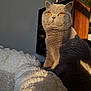 cat, british_shorthair, orange_eyes, grey_fur, pet, indoor, sunlight, shadow, plush_blanket, bed, furniture, wood, cozy, whiskers, portrait, close_up, sitting, curious, warm_light, home