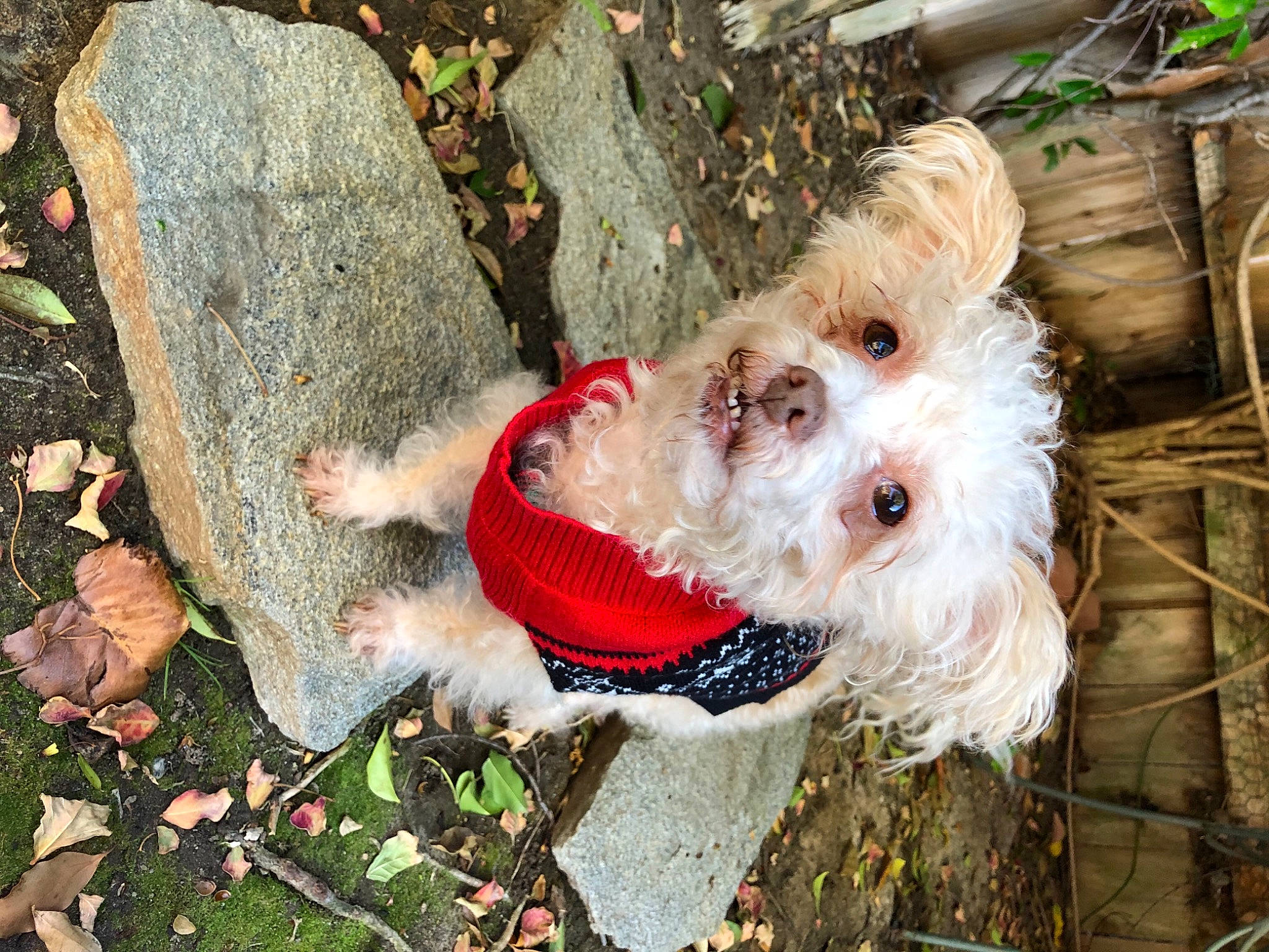 Lil Girl joined the competition — help win amazing prizes! carnivore, christmas_ornament, collar, companion_dog, dog, dog_breed, dog_clothes, dog_collar, dog_supply, fawn, grass, leash, mammal, small_terrier, snout, sunglasses, terrier, toy, toy_dog, vertebrate