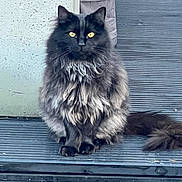 Ollie is registered to the contest to win money with this photo: alert, animal, banner, black_cat, calm, cat, deck, door, feline, fluffy, fur, looking_at_camera, notification, outdoor, pet, portrait, sitting, wall, wooden_deck, yellow_eyes
