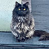 alert, animal, banner, black_cat, calm, cat, deck, door, feline, fluffy, fur, looking_at_camera, notification, outdoor, pet, portrait, sitting, wall, wooden_deck, yellow_eyes