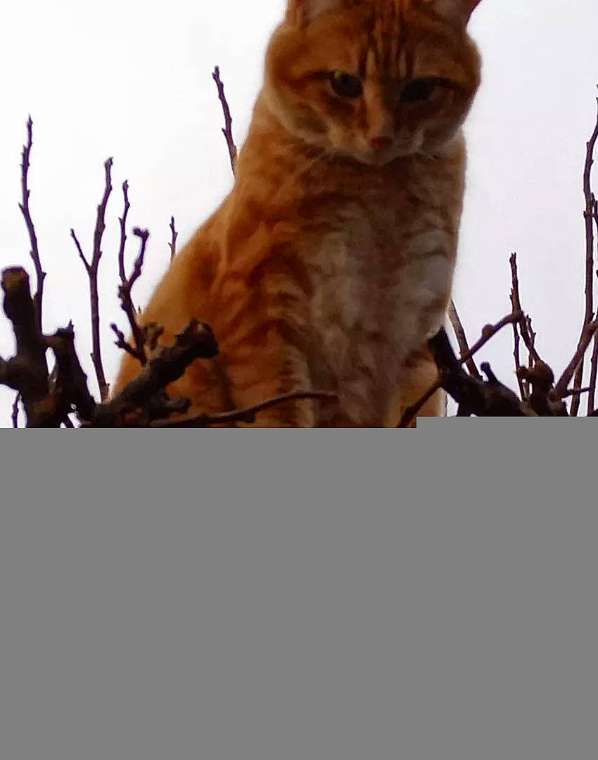 N'Ours participe au concours pour gagner de l'argent avec cette photo : abyssinian, angora, animal, cat, citrusfruit, egyptiancat, food, fruit, kitten, lion, manx, nature, orange, outdoors, pet, plant, produce, sky, snout, wood